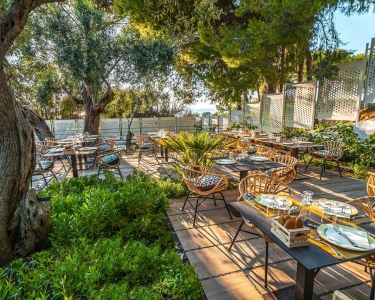 Cung cấp cây văn phòng