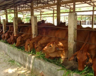 Cách xử lý mùi hôi chuồng bò tiêu chuẩn môi trường