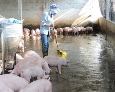 Môi Trường AST - Đối tác tin cậy trong xử lý mùi hôi chuồng trại