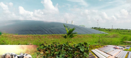 Nước thải chăn nuôi